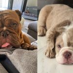 13 Types of Bulldog Breeds & Which is Right For You 2