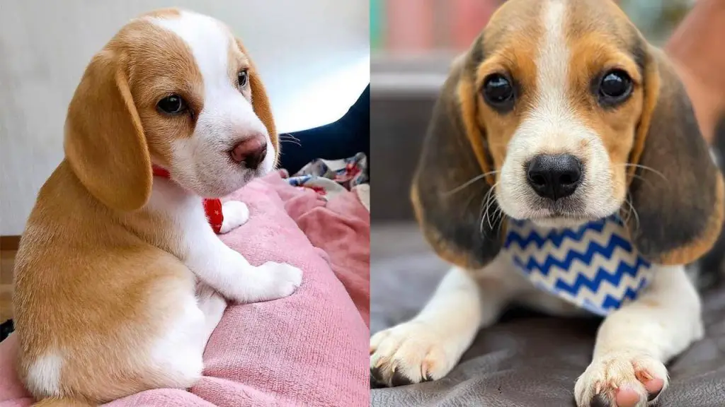 are-beagles-good-family-dogs