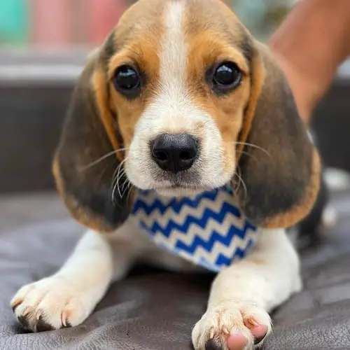 are-beagles-good-family-dogs-3