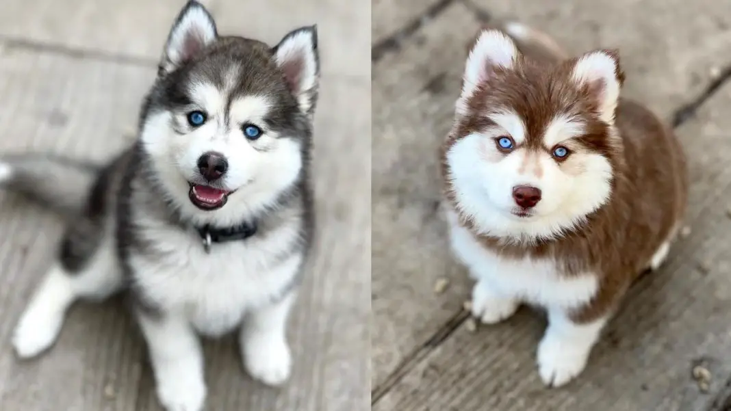 Are Huskies Good Family Dogs? 1