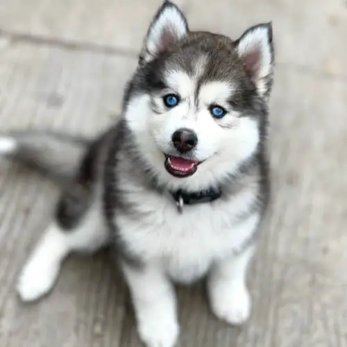 are-huskies-good-family-dogs-4