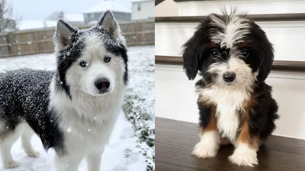 black-white-dog-breeds