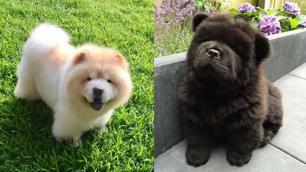 Chow Chow Dog Breed | Information, Temperament and Images 1