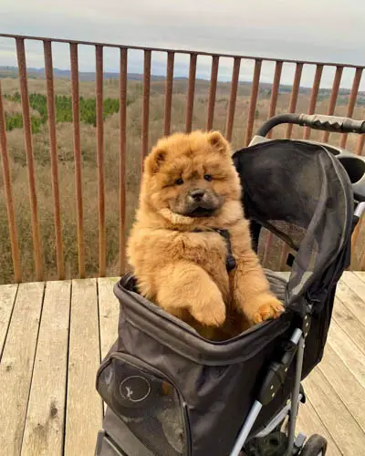 Chow Chow Dog Breed | Information, Temperament and Images 1