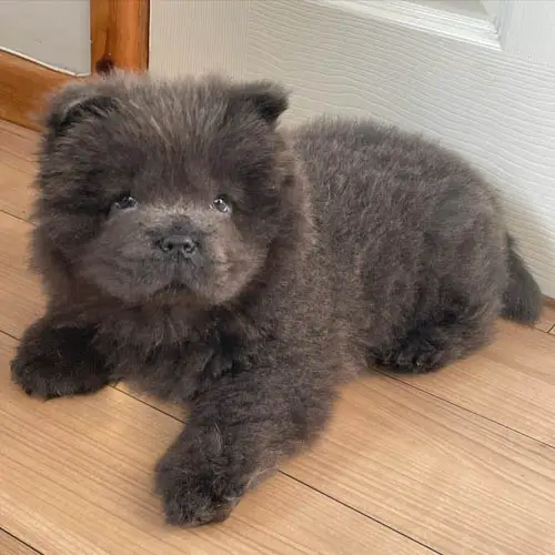 Chow Chow Dog Breed | Information, Temperament and Images 2