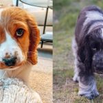 Cocker Spaniel Dog Breed | Information, Temperament and Images 1