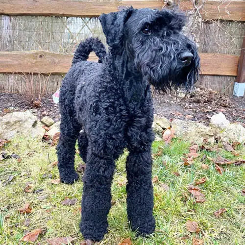dog-breeds-with-curly-hai-kerry-blue-terrier