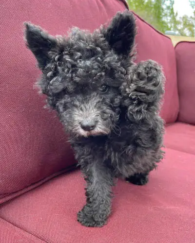 dog-breeds-with-curly-hai-pumi