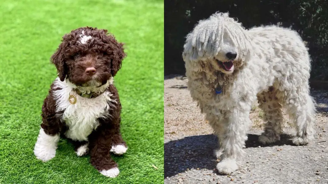 15 Dog Breeds With Curly Hair 1