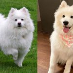 dog-breeds-with-curly-tails