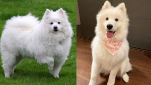 dog-breeds-with-curly-tails