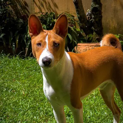 dog-breeds-with-curly-tails-basenji