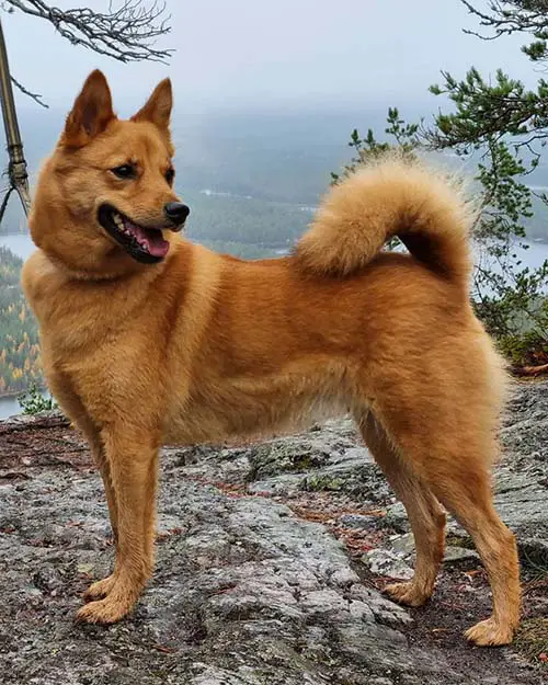 dog-breeds-with-curly-tails-finnish-spitz