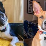 Dog Ear Language: What Your Dog’s Ears Can Tell You 2
