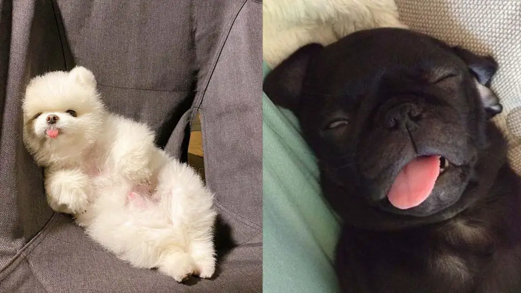 dog-sleeps-with-eyes-open