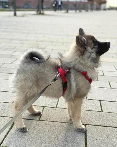 keeshond-dog-breed-5