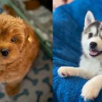most-trainable-mixed-dog-breeds