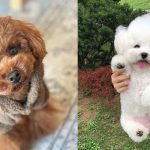 perfect-family-dog-breeds