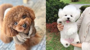 perfect-family-dog-breeds
