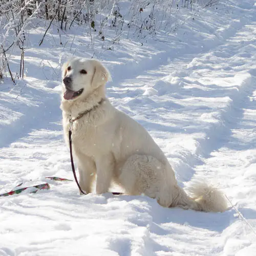 polish-tatra-sheepdog-dog-breed-2