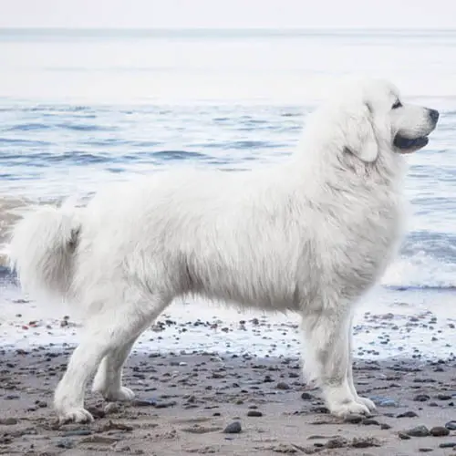 polish-tatra-sheepdog-dog-breed-9