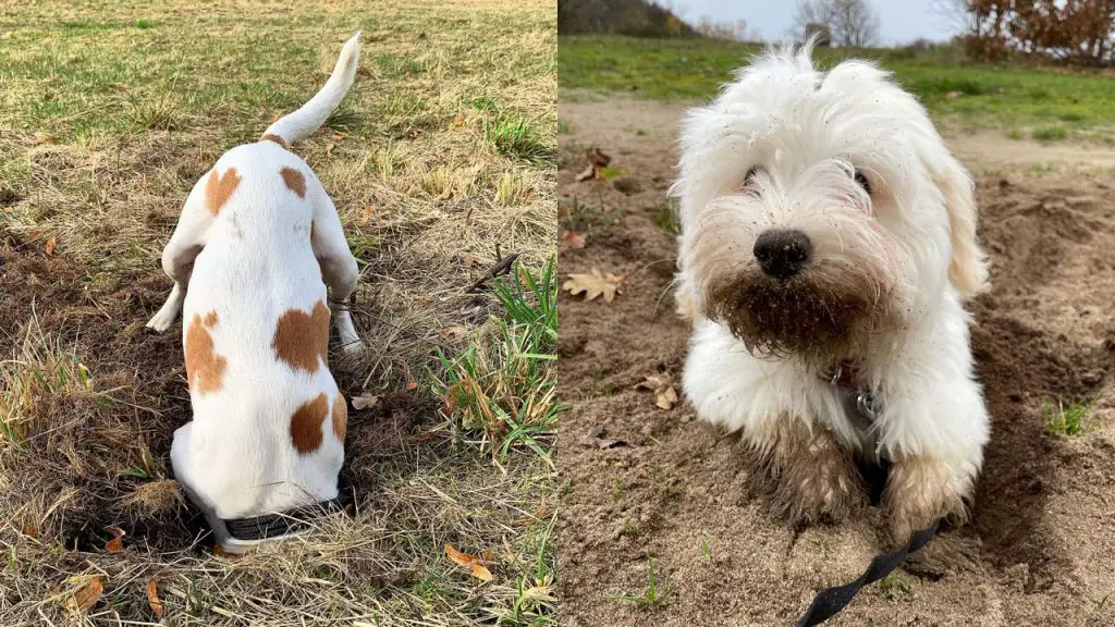 why-do-dogs-dig