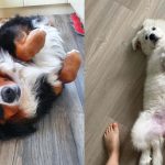 Why Do Dogs Love Belly Rubs So Much? 1