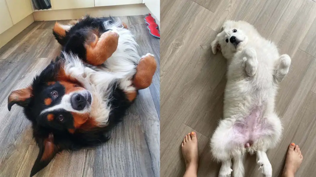 Why Do Dogs Love Belly Rubs So Much? 1