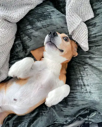 why-do-dogs-love-belly-rubs-2