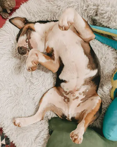 why-do-dogs-love-belly-rubs-5