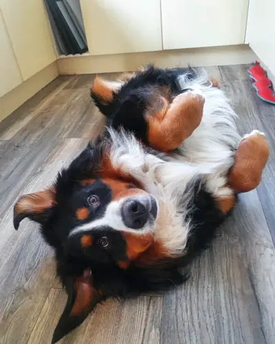 why-do-dogs-love-belly-rubs