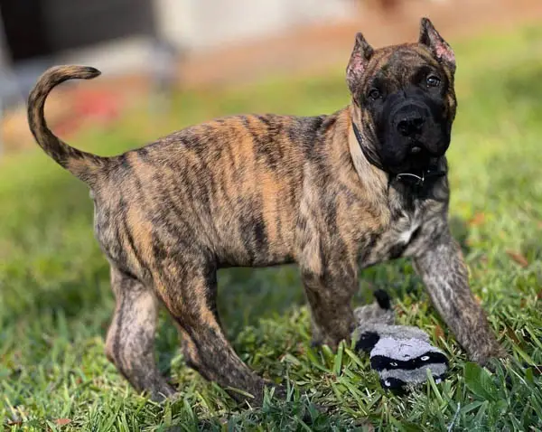 dogs-that-are-similar-to-pitbulls-the-presa-canario