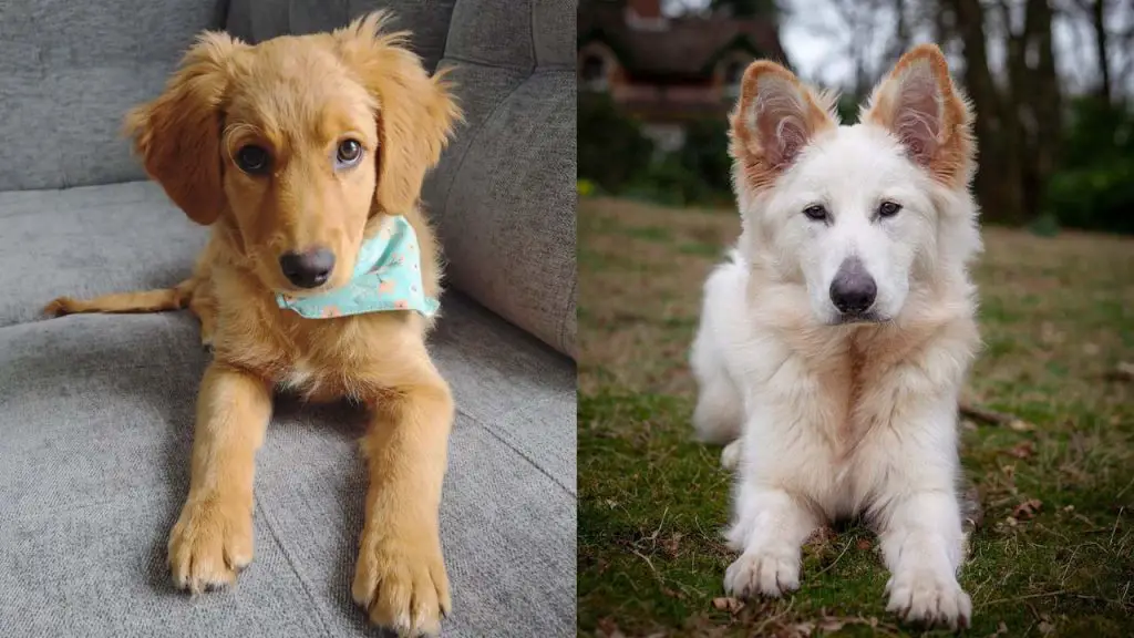 golden-retrievers-mixed-dog-breeds