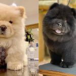 chow-chow-dog-colors