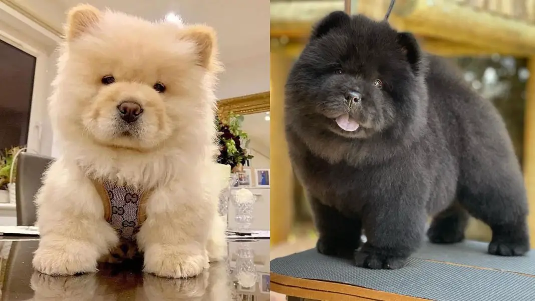 chow-chow-dog-colors