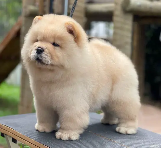 chow-chow-dog-colors-2