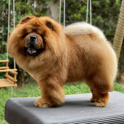 chow-chow-dog-colors-4