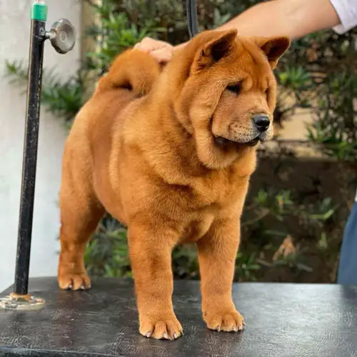 chow-chow-dog-colors-5