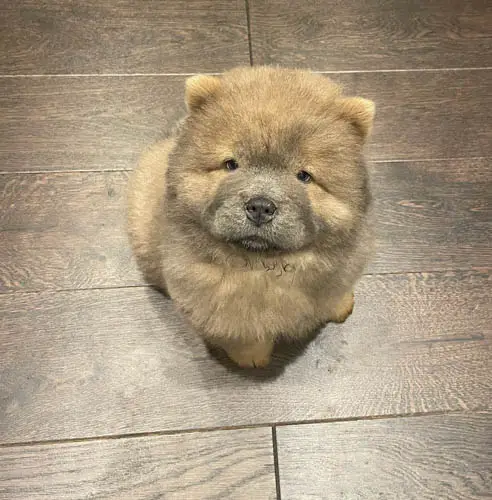 chow-chow-dog-colors-7