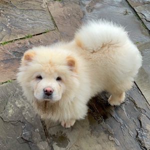 chow-chow-dog-colors-8