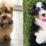 are-mixed-breeds-healthy