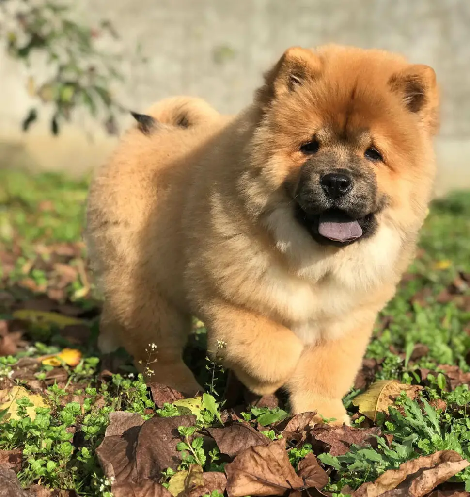 red-cantonese-bear-dog-breed-2