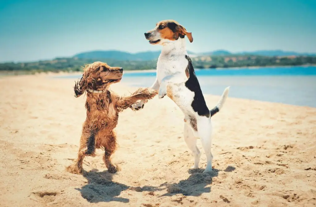 12 Unique Friendships Between Dogs and Other Animals 1