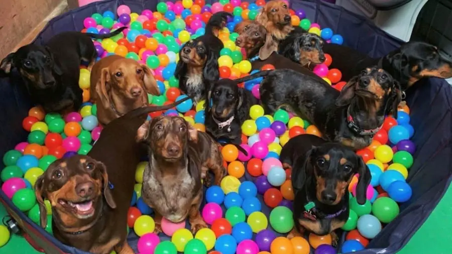 choose-the-best-puppy-daycare-12