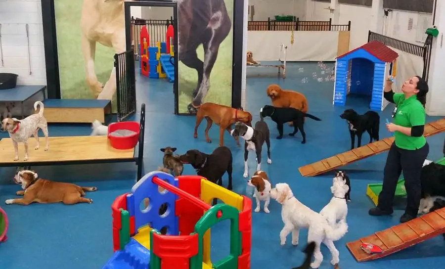 choose-the-best-puppy-daycare-14