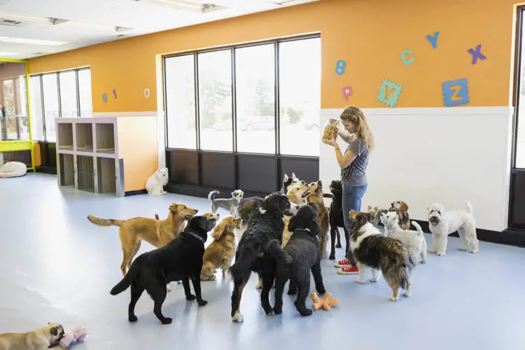 choose-the-best-puppy-daycare-9