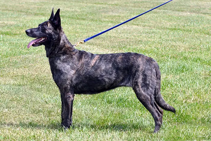 dutch-shepherd-farm-dog-breeds
