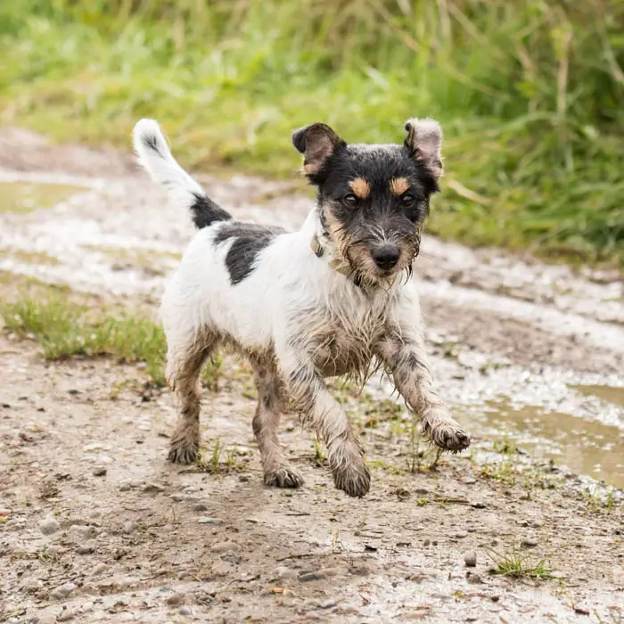 is-it-good-to-play-in-mud-for-dogs