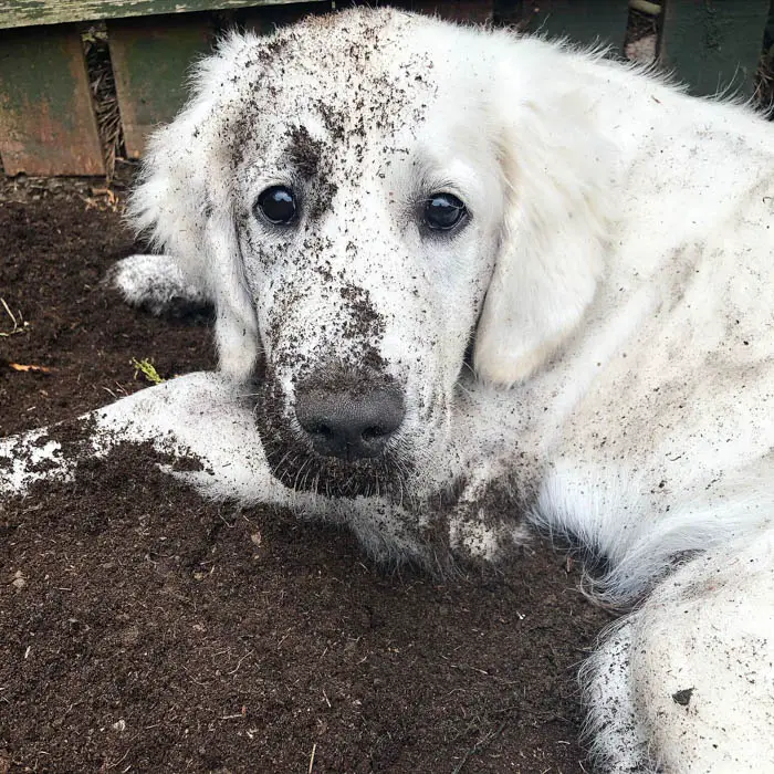 is-it-good-to-play-in-mud-for-dogs-4