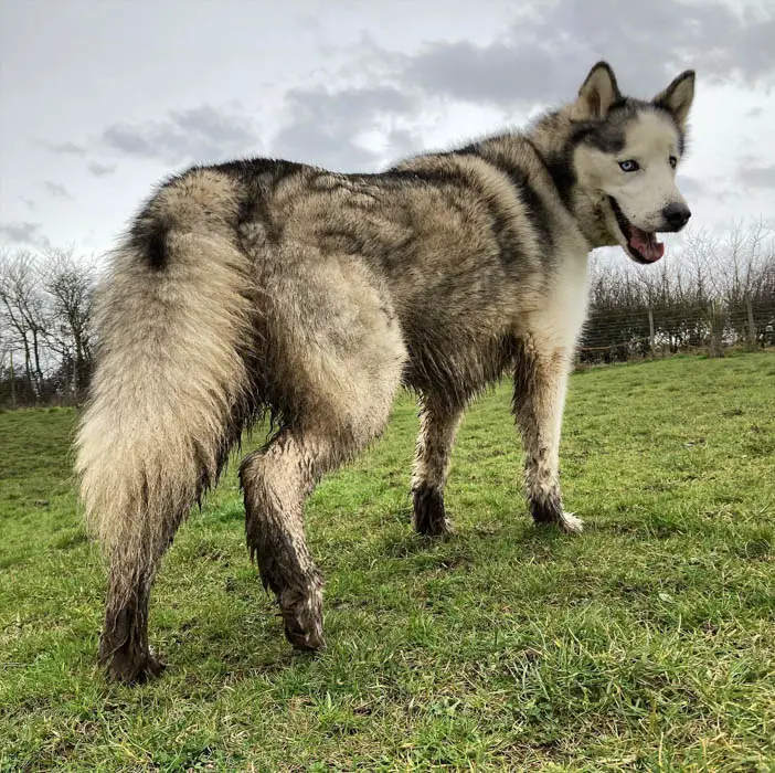 Is It Good To Play In Mud For Dogs? 1